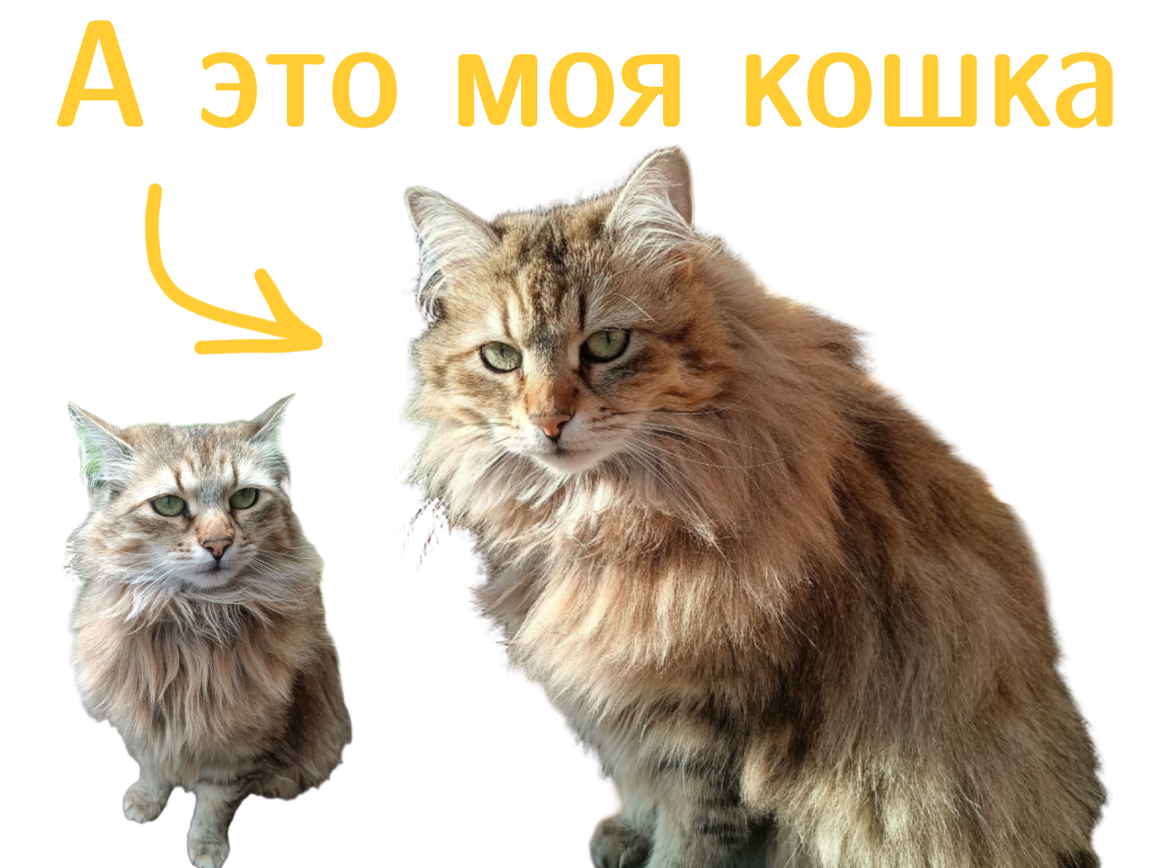 Моя кошка Леська, которая помогает мне преподавать